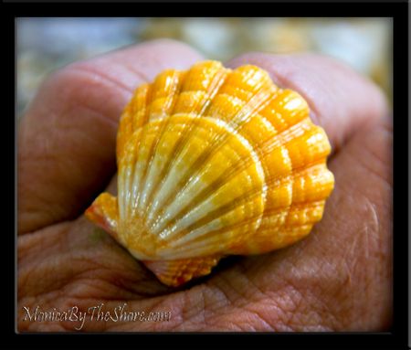 Bright Yellow Extra Large Hawaiian Sunrise Shell Sterling Silver Ring