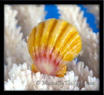 Classic Hawaiian Sunrise Shell Ring Pink Yellow White Sterling Silver Band