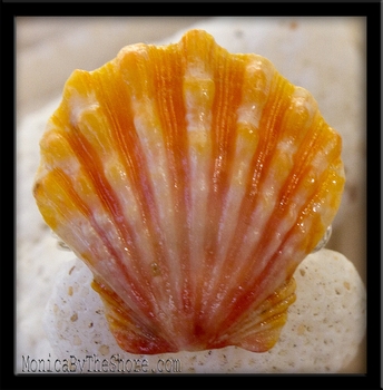 Classic Pink & Yellow Sunrise Shell & Silver Ring