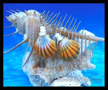 Colorful Hawaiian Sunrise Shell and Puka Shells Earrings