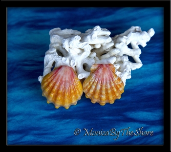 Colorful Pink Hawaiian Sunrise Shell Post Earrings