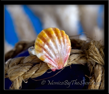 Creamy Peach Baby Sunrise Shell Silver Toe Ring