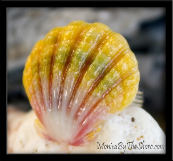 Custom Hawaiian Rainbow Sunrise Shell Ring for Susan