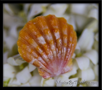 Custom Hawaiian Sunrise Shell Engagement Ring