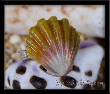 Custom Hawaiian Sunrise Shell Ring for Kailey