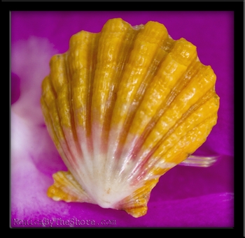 Custom Hawaiian Sunrise Shell Silver Ring "Kim"