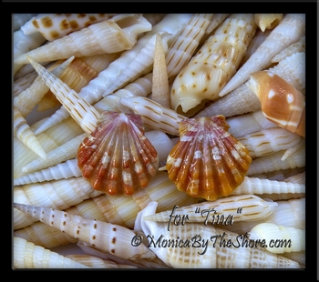 Custom Orange Hawaiian Sunrise Shell Gold Post Earrings for "Tina"