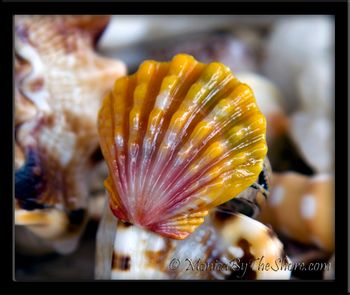 Custom Rainbow Sunrise Shell Ring for "Kira"