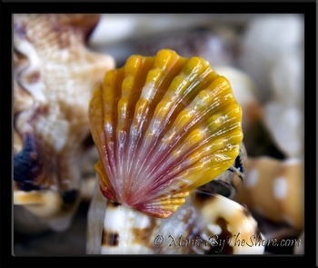 Custom Rainbow Sunrise Shell Ring for "Kira"