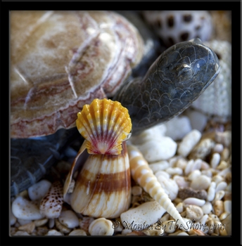 Custom Sunrise Shell Finger Ring for "Beverly" of "Malama Na Honu"