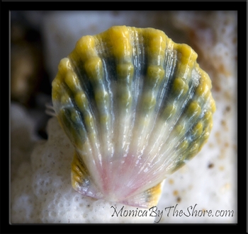 Custom Sunrise Shell Ring for Jim's Girl