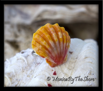 Classic Sunrise Shell Sterling Silver Ring