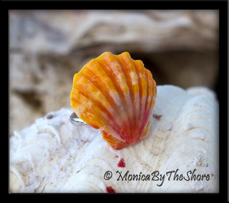 Classic Sunrise Shell Sterling Silver Ring