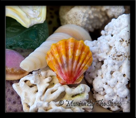 Classic Sunrise Shell Sterling Silver Ring Classic Sunrise Shell Sterling Silver Ring