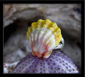 Double Bump & Ruffle Hawaiian Sunrise Shell Finger Ring