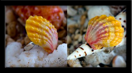 Extra Large Classic Pink & Yellow Hawaiian Sunrise Shell Silver Ring