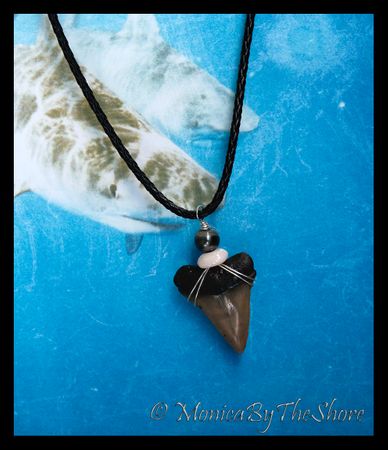 Fossilized Large MAKO Sharks Tooth Puka Shell and Tahitian Pearl