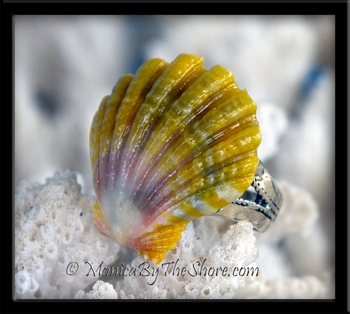 Gold, Green & Pink Hawaiian Sunrise Shell Silver Ring