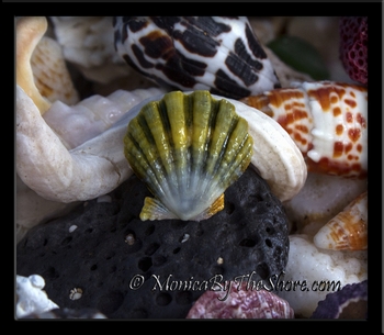 Green "Moonrise" Sunrise Shell Sterling Silver Ring