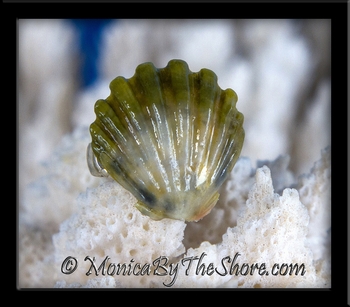 Green Pearl "Moonrise" Sunrise Shell Sterling Silver Ring