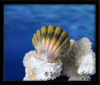 Hawaiian Rainbow Moonrise Shell Silver Ring