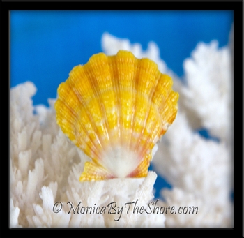 Lemon Yellow Hawaiian Sunrise Shell Adjustable Sterling Silver Ring
