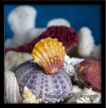 Pastel Pink & Creamy Orange Hawaiian Sunrise Shell Sterling Silver Ring