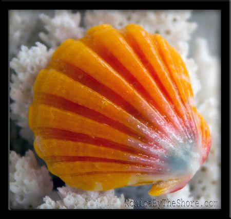 Peach & Blue Hawaiian Sunrise Shell Pendant