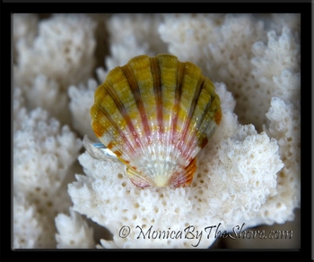Pink Green Gold Rainbow Hawaiian Sunrise Shell Silver Ring