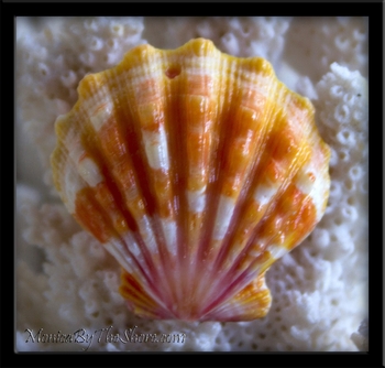 Pink Mango & White Hawaiian Sunrise Shell Pendant