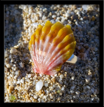Pink & Orange Hawaiian Sunrise Shell Silver Toe Ring