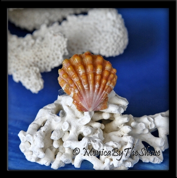 Pink Papaya Hawaiian Sunrise Shell Sterling Silver Ring