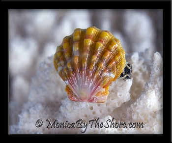 Pink Peach Ruffled Hawaiian Sunrise Shell Sterling Silver Ring