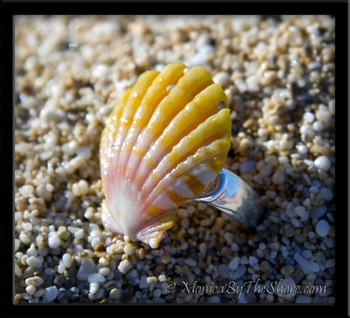Pink & Yellow Hawaiian Sunrise Shell Sterling Silver Toe Ring