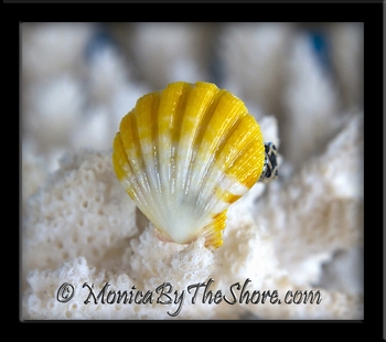 Pure Yellow and White Sunrise Shell Sterling Silver Toe or Pinky Ring