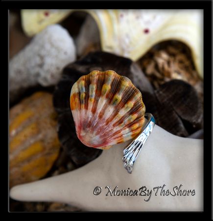 Rootbeer Colored Hawaiian Sunrise Shell Slant Wrap Silver Ring Rootbeer Colored Hawaiian Sunrise Shell Slant Wrap Silver Ring