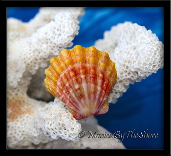 Ruffled Orange Yellow Pink Hawaiian Sunrise Shell Silver Ring