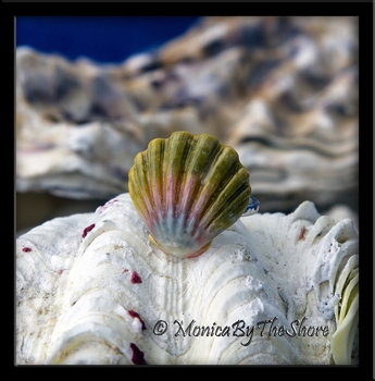 Moonrise Rainbow Hawaiian Sunrise Shell Sterling Silver Ring