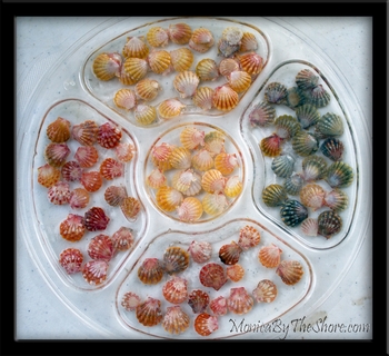 Sunrise Shells Available for Rings