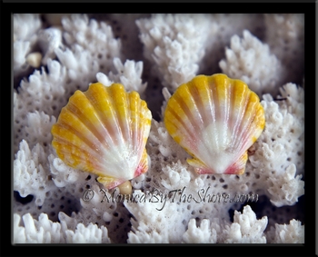 Sweet Baby Hawaiian Sunrise Shell Post Earrings