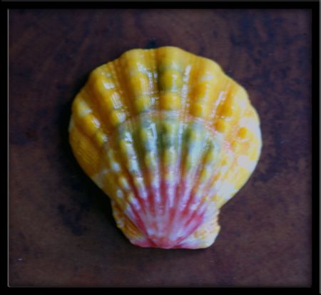 Xtra Large Sunrise Shell Pendant PINK Yellow Green Rainbow