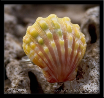 Yellow Pink & Green Splash Hawaiian Sunrise Shell Silver Ring