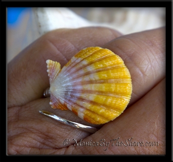 Yellow Pink White Hawaiian Sunrise Shell Silver Wrap Ring
