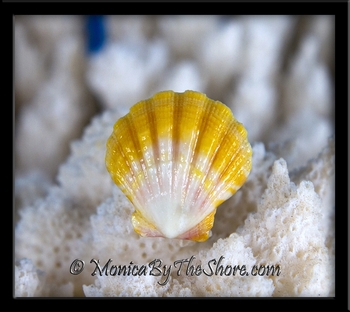 Yellow White and Pink Hawaiian Sunrise Shell Sterling Silver Ring