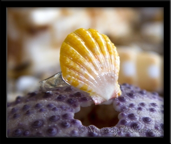 Yellow & White & Pinkish Hawaiian Sunrise Shell Toe Ring