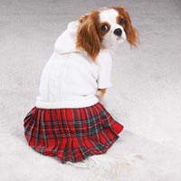 Casual Canine Back To School Jumper Dress Casual Canine Back To School Jumper Dress
