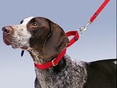 PetSafe Premier Martingale Collar 