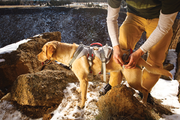Ruffwear DoubleBack Harness Cloudburst Gray | KoolDawgTees.com