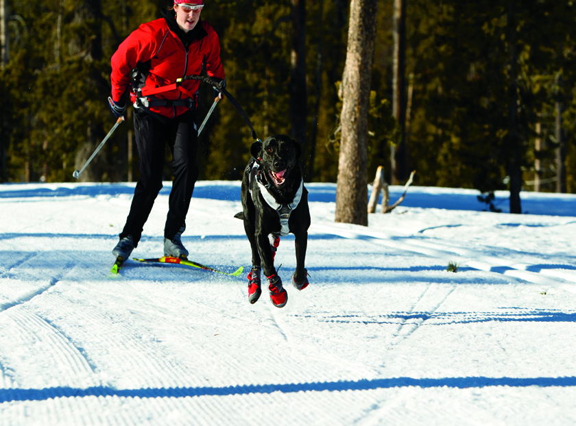 Ruffwear Omnijore Joring System - Kooldawgtees.com