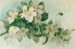 Apple Blossoms with Bumblebees<br><small>Paul de Longpre